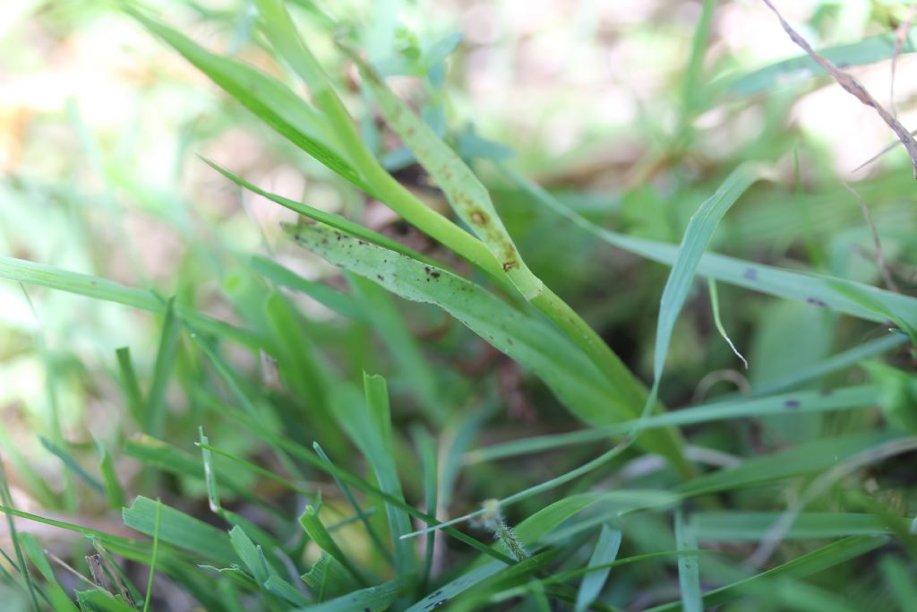 Orchidea da identificare